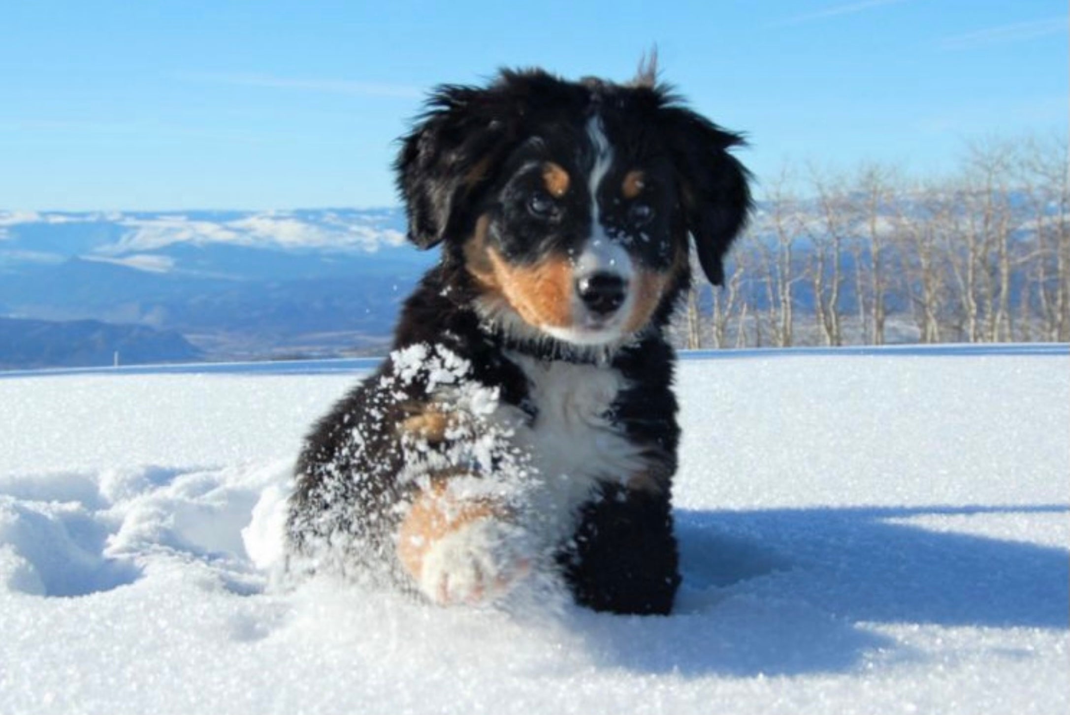 Puppy playing in the snow