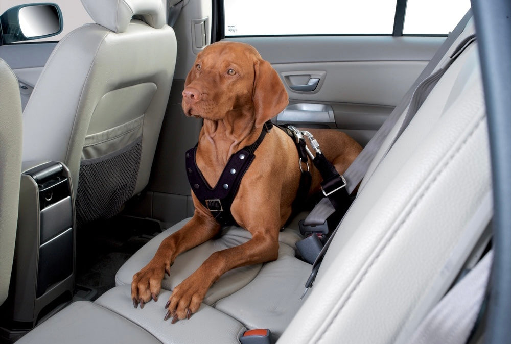 vizsla in bar with Hunter-petstore harness