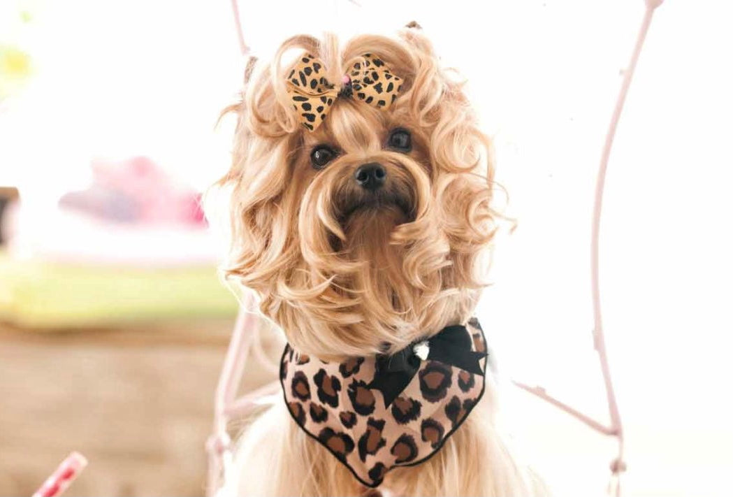 “Bubbles & Paws” - Supports dogs in need