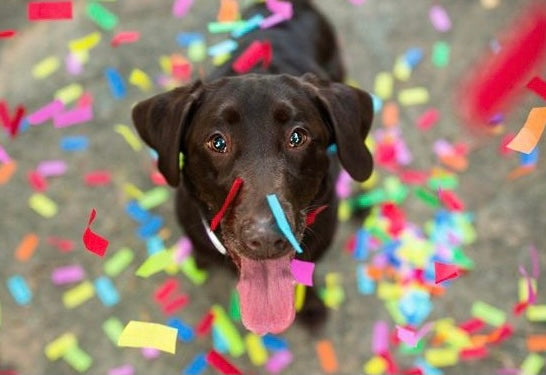 Dog with confetti