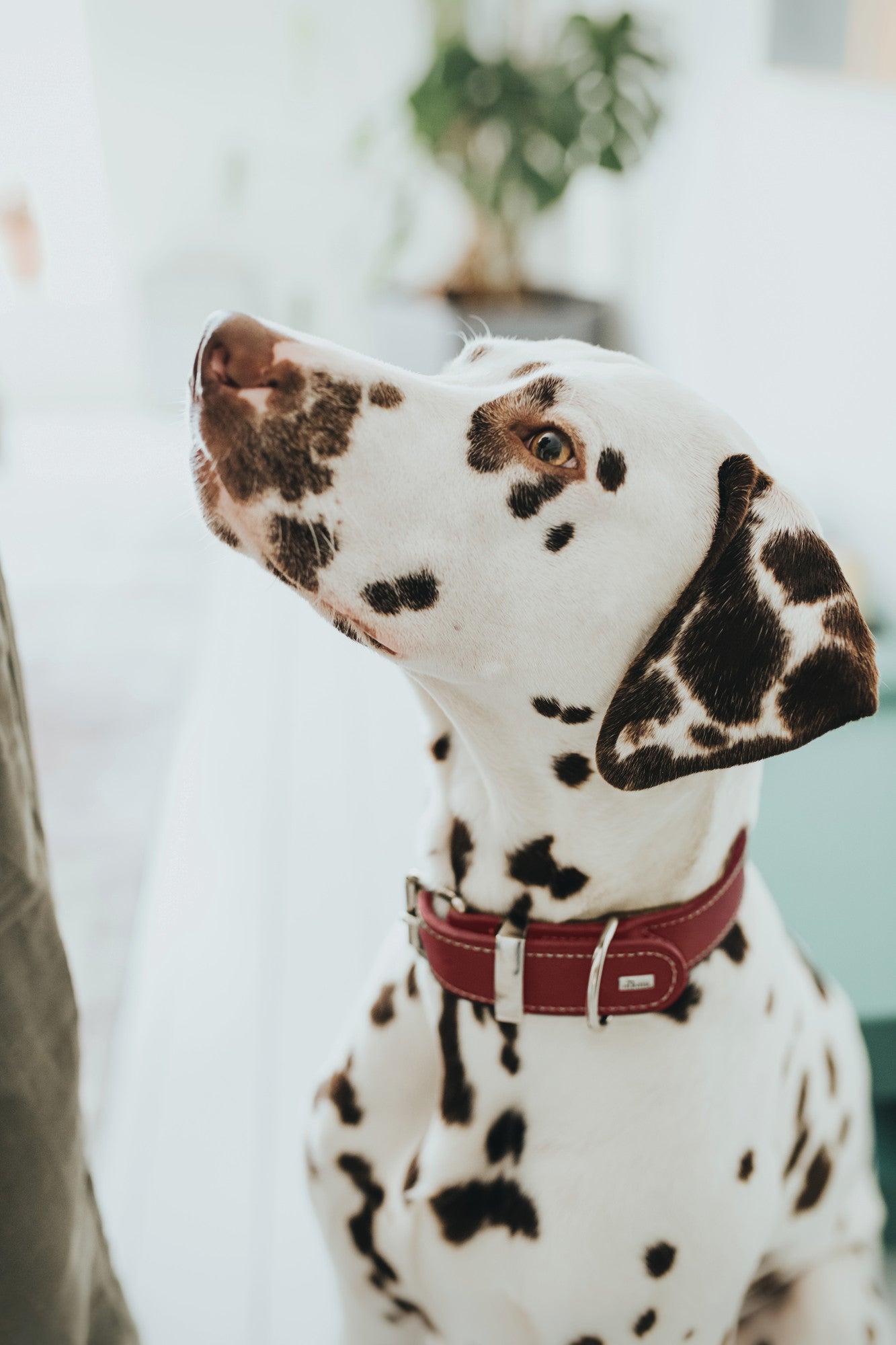 Why Your Dog Deserves a Handcrafted Leather Collar