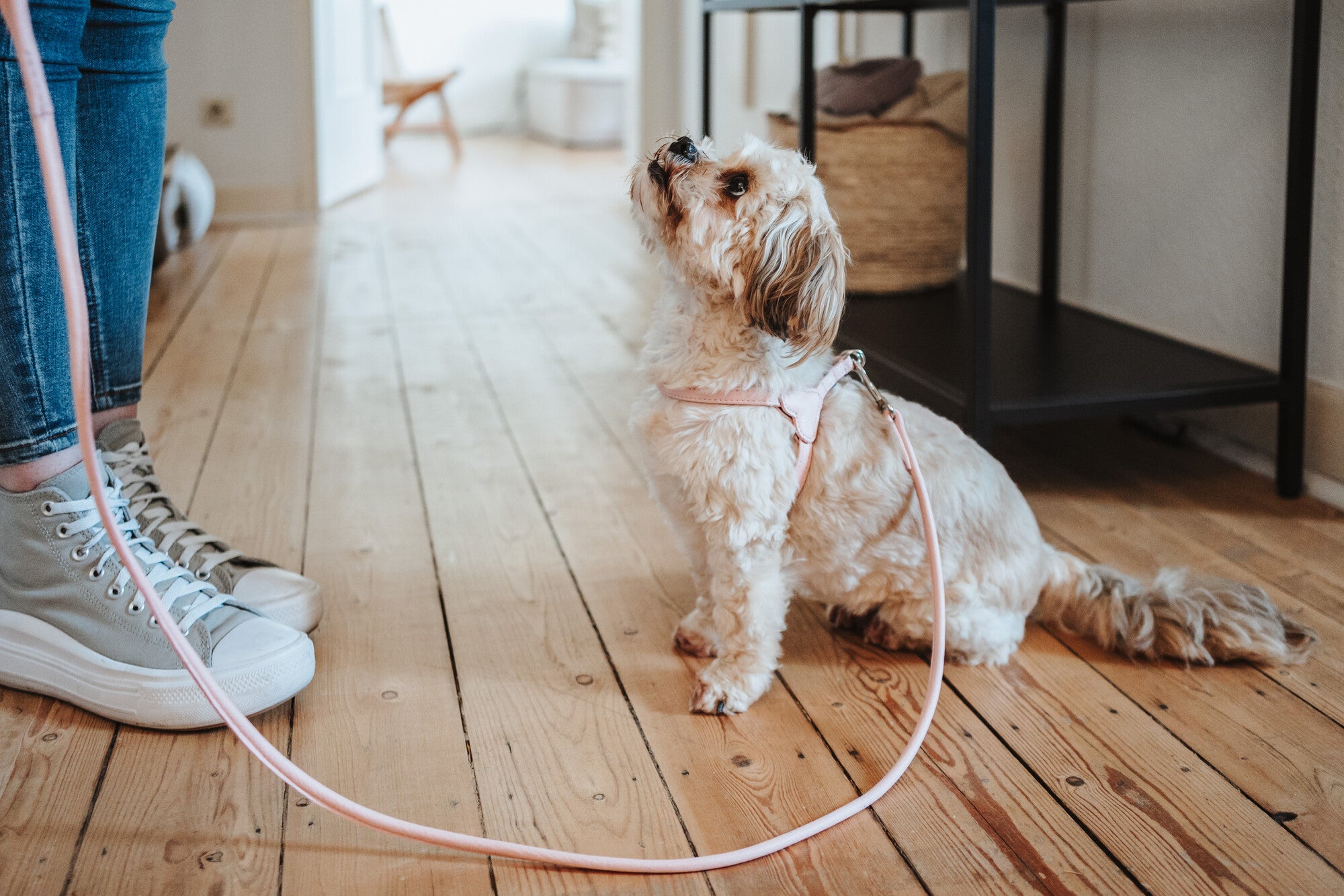 Puppy Parenting 101: Essential Training Tips for New Puppy Owners