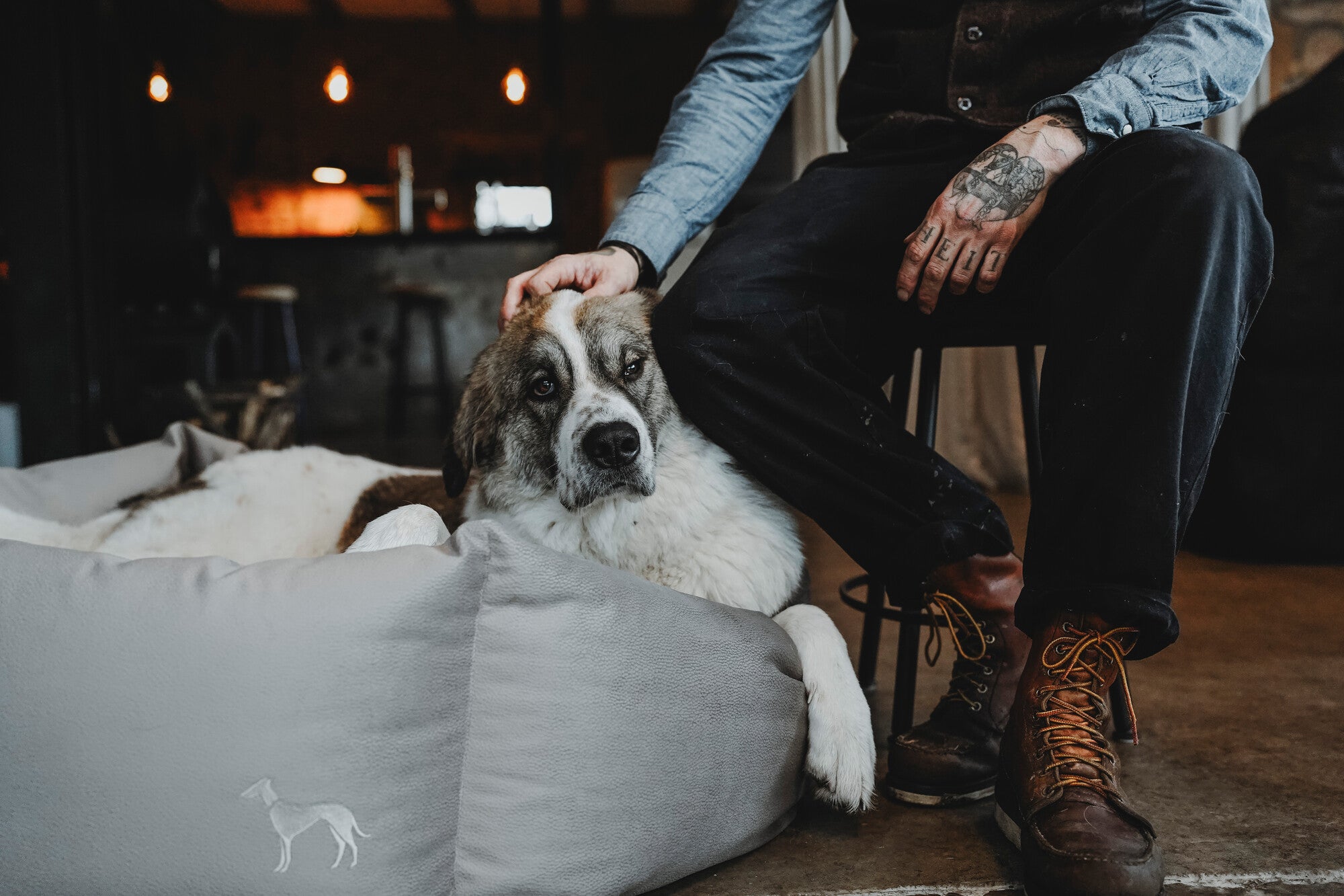 Caring for Your Senior Companion: Essential Tips for Senior Dog Care