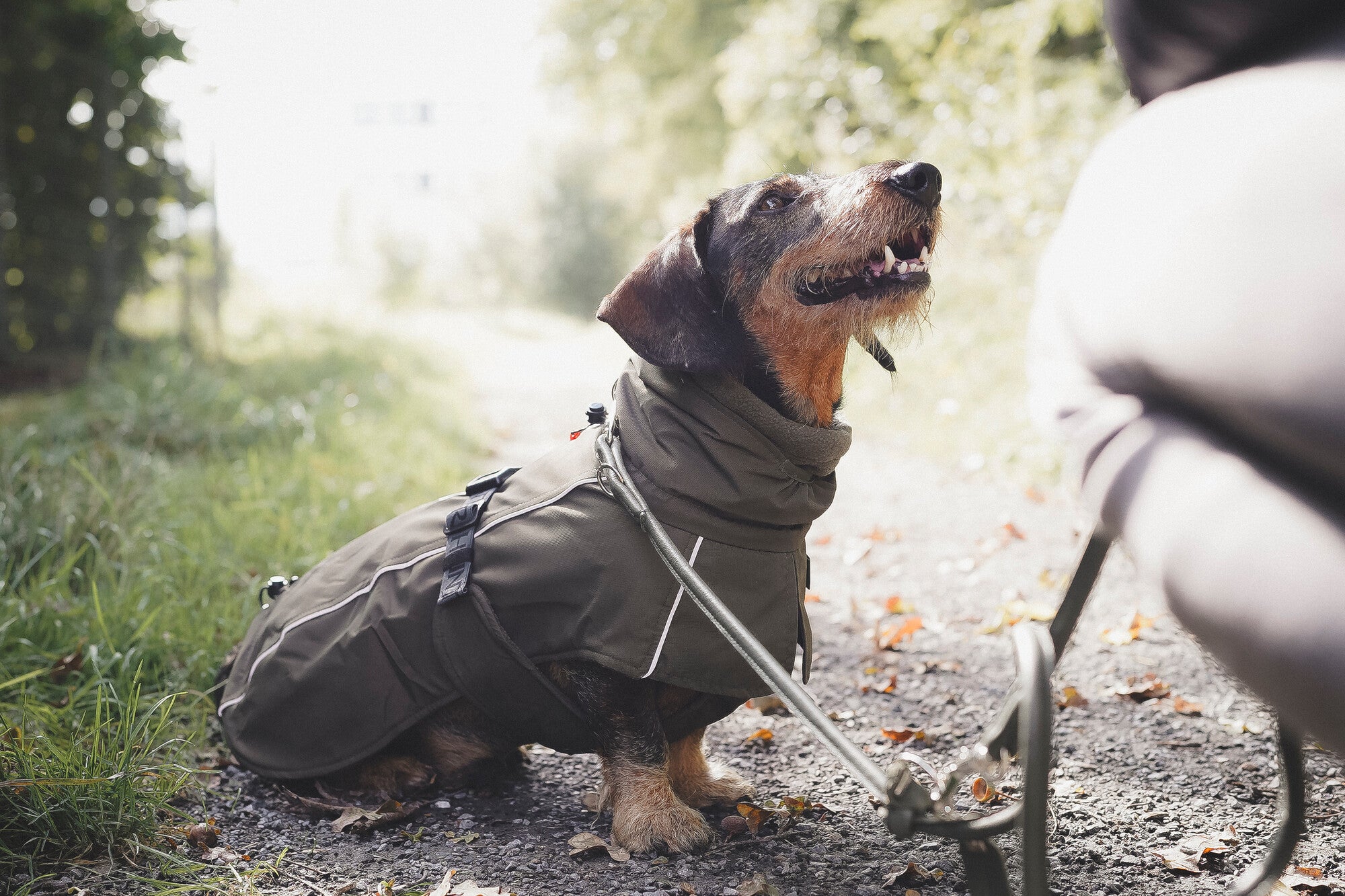 The Benefits of Adopting a Senior Dog