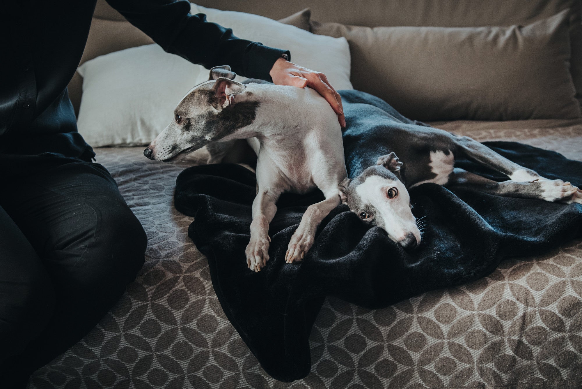 Winter Essentials for Your Dog: KONSTANZ Velvety Blanket for Cozy Comfort