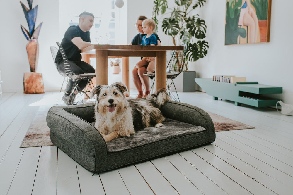 dog laying in dog bed