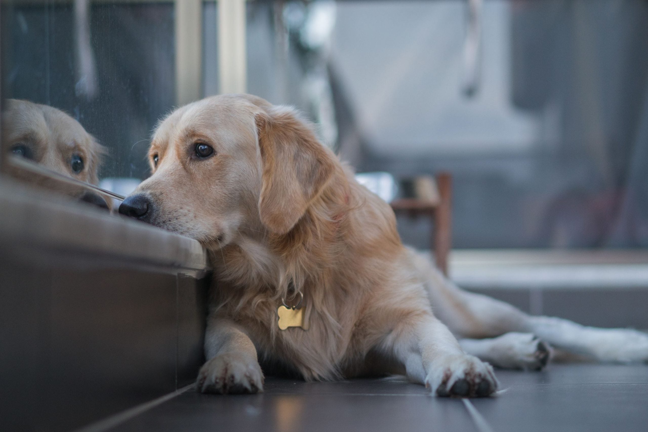 Why the "back to school" time is rough for your dog?