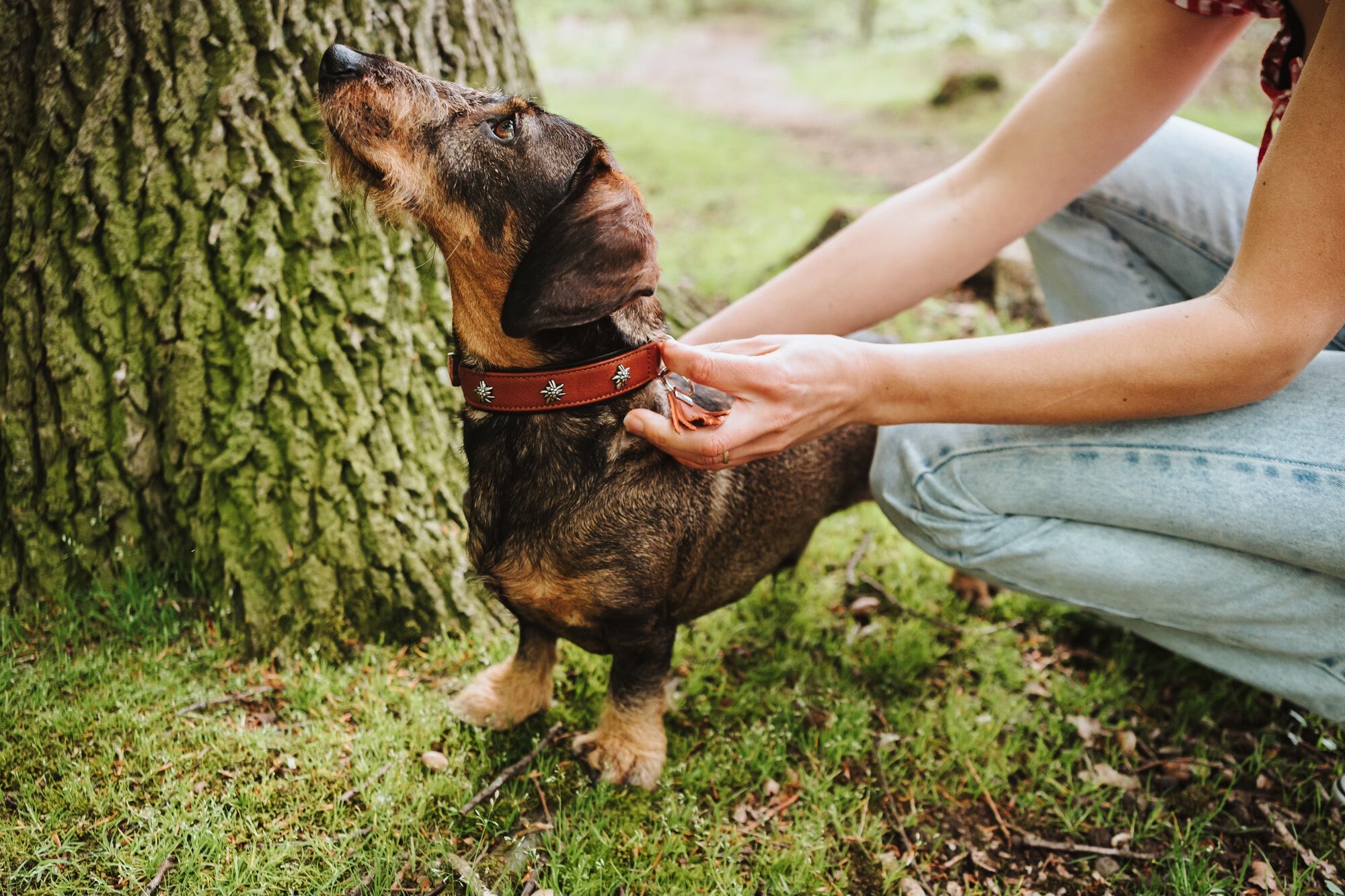 How to Choose the Right Collar Size for Your Dog
