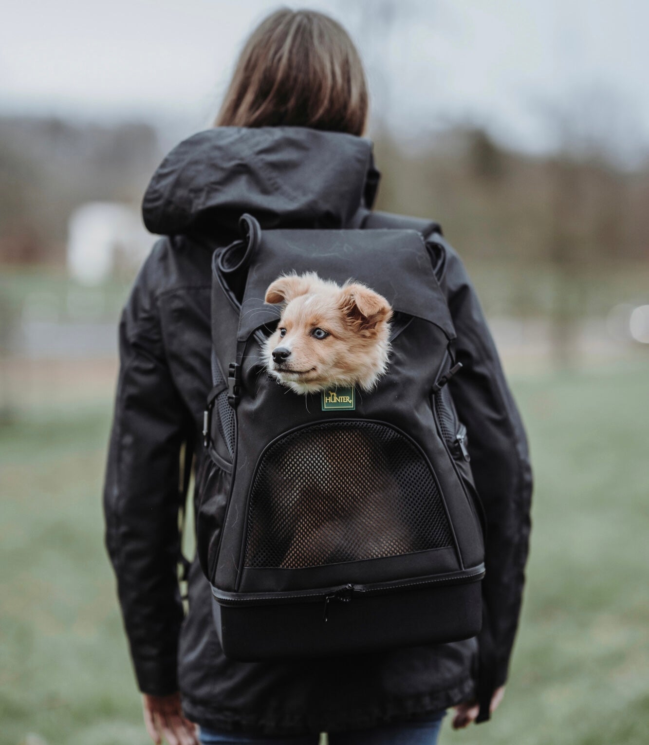 dog In backpack