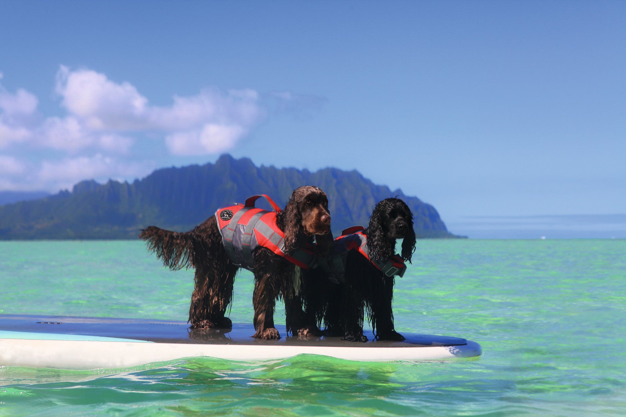 BEACH Dogs