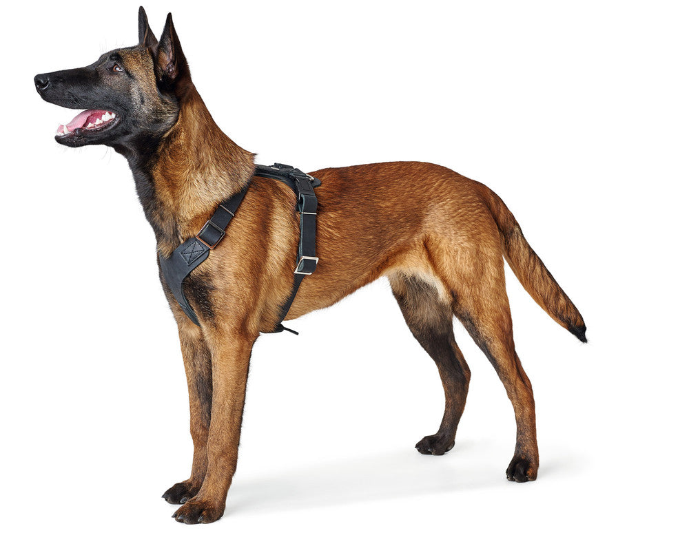 AALBORG Harness - Hunter-petstore -cow leather -with light plastic clasps -perfect fit thanks to various adjustable settings -simple and functional design -made in Germany