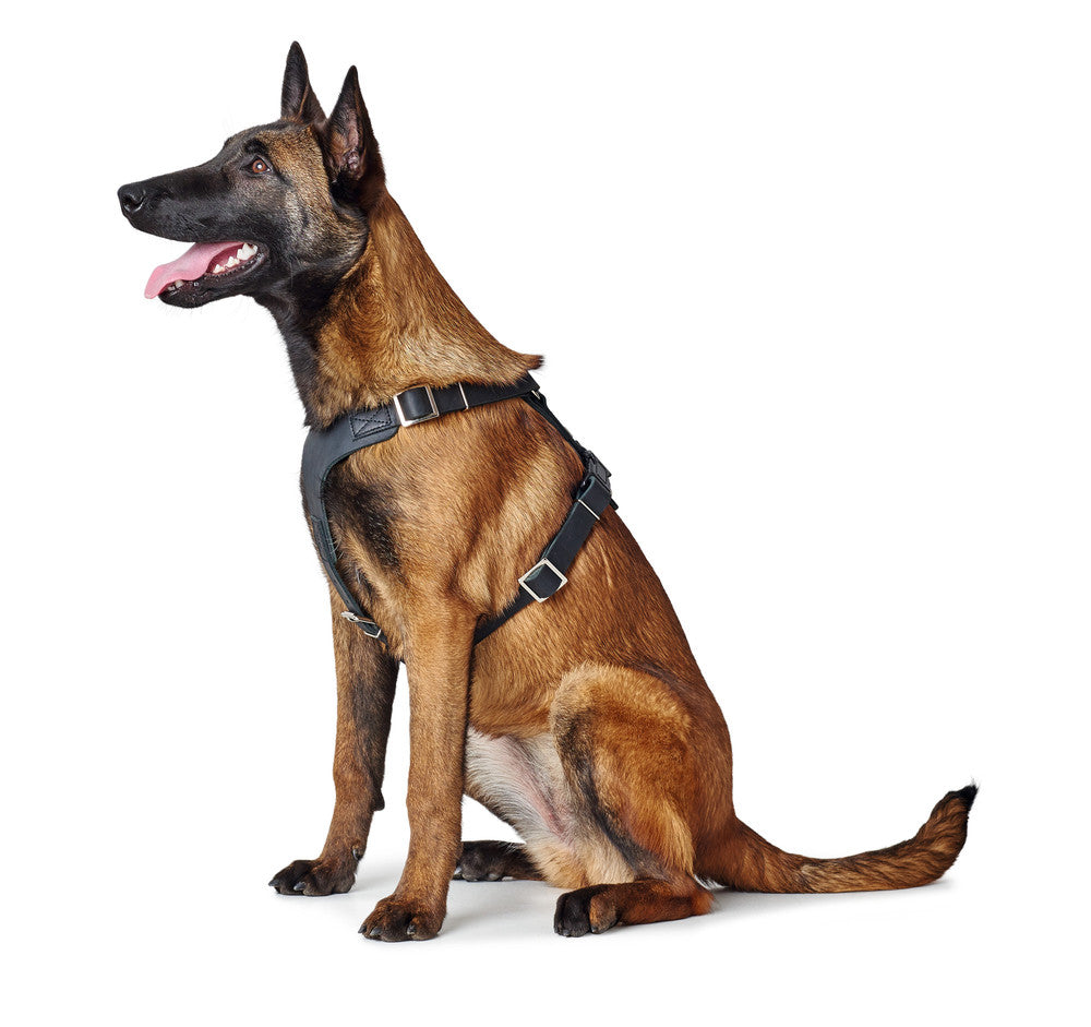 AALBORG Harness - Hunter-petstore -cow leather -with light plastic clasps -perfect fit thanks to various adjustable settings -simple and functional design -made in Germany