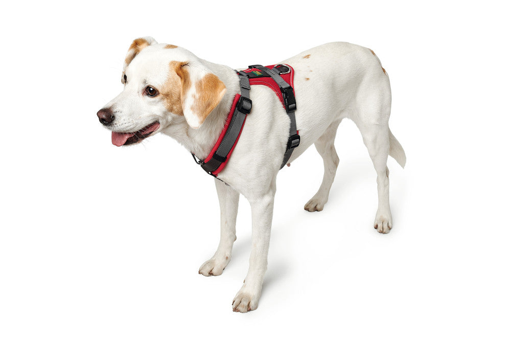 MALDON Harness - Hunter-petstore -made of especially soft cow nappa leather -particularly stable stop ring -stepless adjustable -fur-friendly due to rounded processing -tear-resistant nylon insert -made in Germany