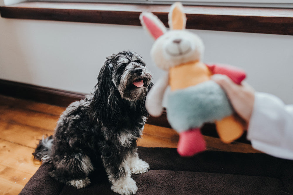 MULI Rabbit Dog Toy - Hunter-petstore -ideal for puppies and dogs that like to cuddle -with squeaker -washable at 90 °F -7.09 in