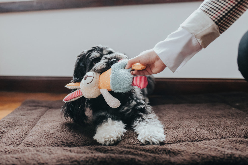 MULI Rabbit Dog Toy - Hunter-petstore -ideal for puppies and dogs that like to cuddle -with squeaker -washable at 90 °F -7.09 in