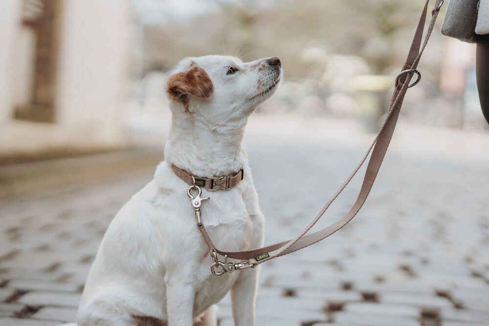 INARI Adjustable Leash - Hunter-petstore -versatile leash for dogs -3-way adjustment -soft and tear-resistant polyester material -easy to clean and quick drying -with practical pincer carabiner