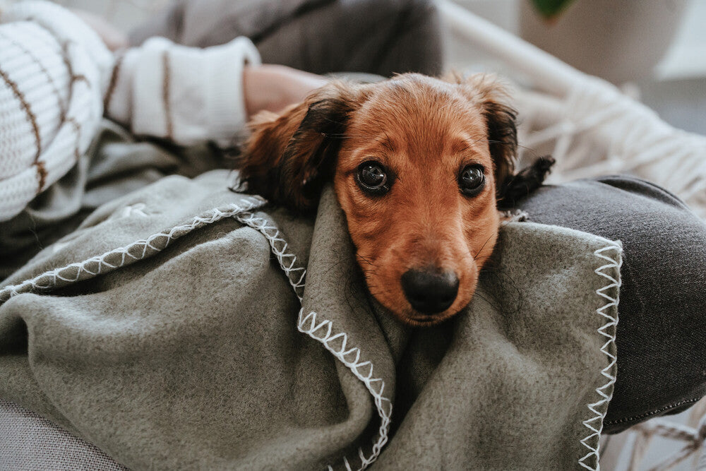 CASPER Blanket - Hunter-petstore -cozy dog blanket for at home or when traveling -with simple design and discreet HUNTER embroidery -can be used individually or as an insert for transport boxes or dog beds -can be stowed away to save space -washable at 90 °F