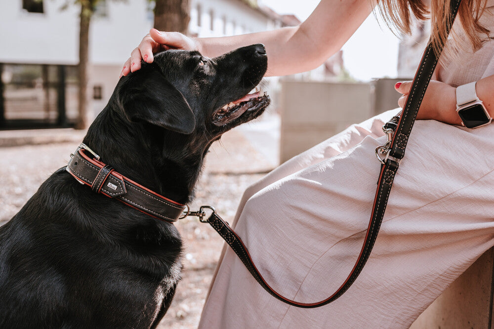 CANADIAN UP Collar - Hunter-petstore -classic collar for dogs -with premium leather from ecological and socially responsible production -noble and luxurious - for highest demands -particularly soft and supple feel -gentle processing for high wearing comfort
