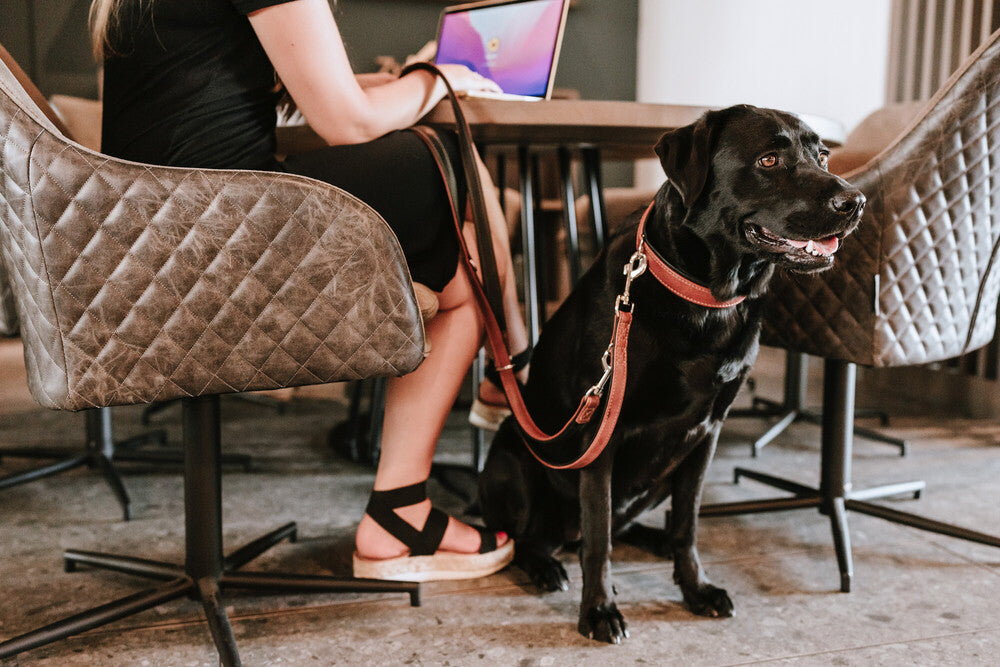 CANADIAN UP Collar - Hunter-petstore -classic collar for dogs -with premium leather from ecological and socially responsible production -noble and luxurious - for highest demands -particularly soft and supple feel -gentle processing for high wearing comfort
