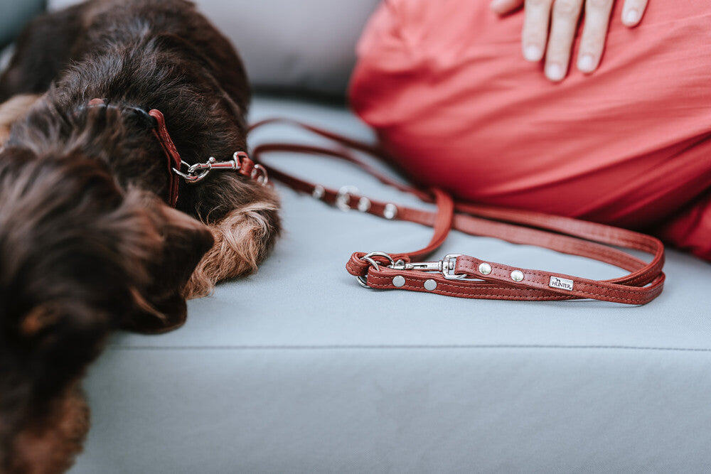 CANADIAN UP Petit Adjustable Leash - Hunter-petstore -versatile training leash for dogs -3-fold adjustment -with premium leather from ecological and socially responsible production -particularly soft and supple feel -noble and luxurious - for highest demands -made in Germany