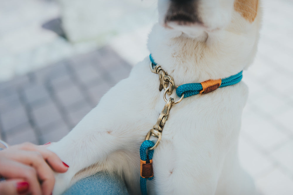 OSS collar - Hunter-petstore -collar made from two layers of rope -brass fittings -with scissor carabiner -not adjustable -striking color accents