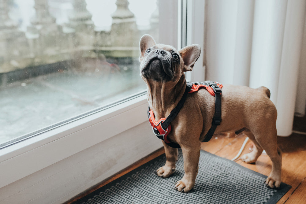 DIVO Harness - Hunter-petstore -five-point adjustment -ergonomic fit -comfortable padding with soft, breathable mesh material and neoprene -highly reflective thanks to the 3M™ Scotchlite™ Reflective Material and HUNTER logo print -features two D-rings for attaching a leash to the dog’s back and chest -the D-ring on the chest can be tucked away easily