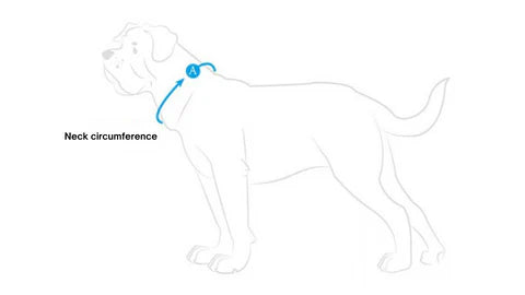 dog collar measurement instructions