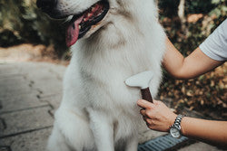 Currycomb untangle SPA - Hunter-petstore -suitable for dogs with medium-length and long hair -for intensive undercoat grooming -makes it easy to remove dead undercoat fur, even for extremely thick coats -two rows of high-quality stainless steel pins -ergonomic handle with high-quality leather look