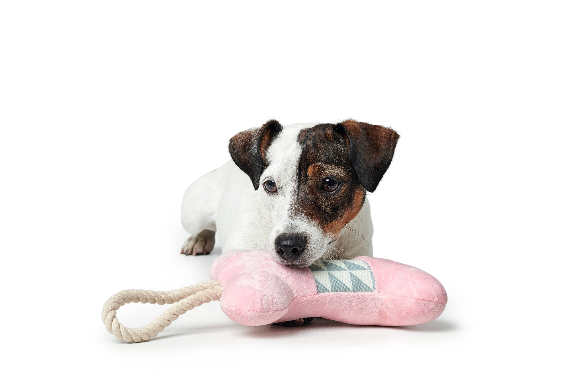 SALIMA Bone Dog toy - Hunter-petstore -polyester -with squeaker -with a rope for throwing and playing tug-o-war -soft and cuddly -hand wash -6.69 in