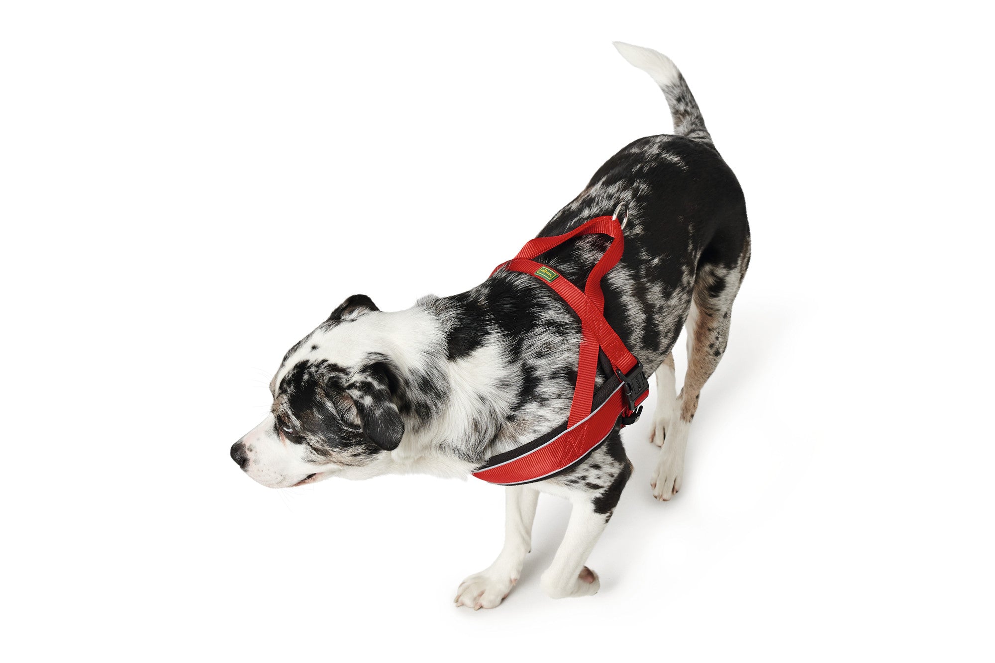 Norwegian RACING Harness - Hunter-petstore -made of high-quality nylon material -chest, neck and shoulder areas padded with fleece -fur-friendly -with reflective stripes and adjustable belly strap -especially suitable for jogging and cycling with the dog