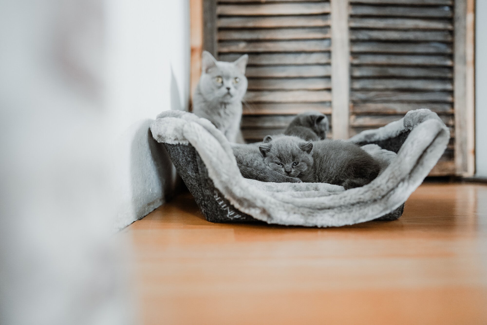 LUGANO Cave Bed - Hunter-petstore -2-in-1: cuddly cave and bed for pets -For hiding, sleeping and resting -Can be converted with a few hand movements -With removable, cuddly inner cushion/li> -Hand wash -21.7"