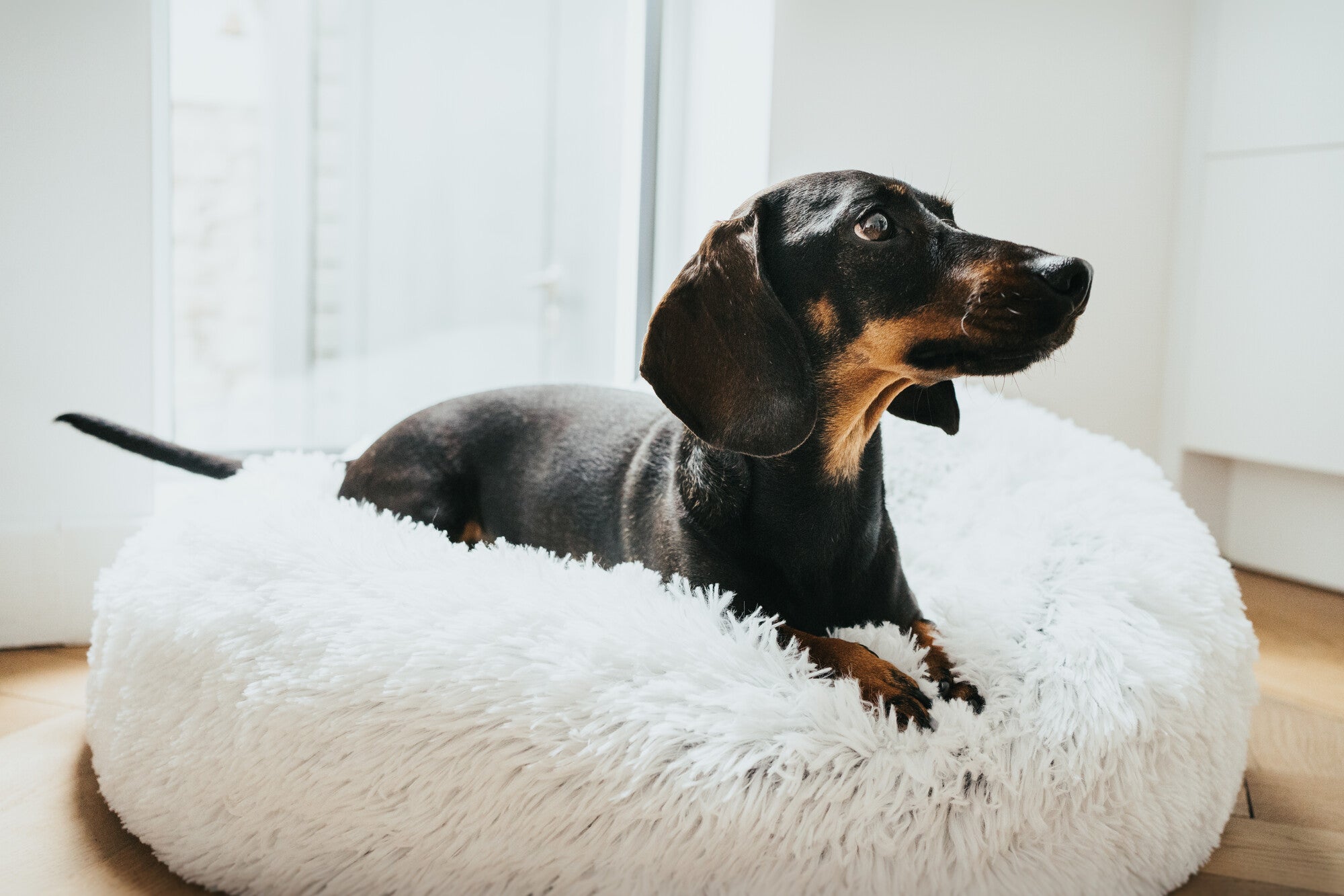 LOPPA Cushion - Hunter-petstore -Cuddly dog and cat cushion with soft plush (polyester) -Ideal place to sleep, relax and snuggle -Filling can be completely removed thanks to zip fasteners -With anti-slip backing -Machine washable at 140°F