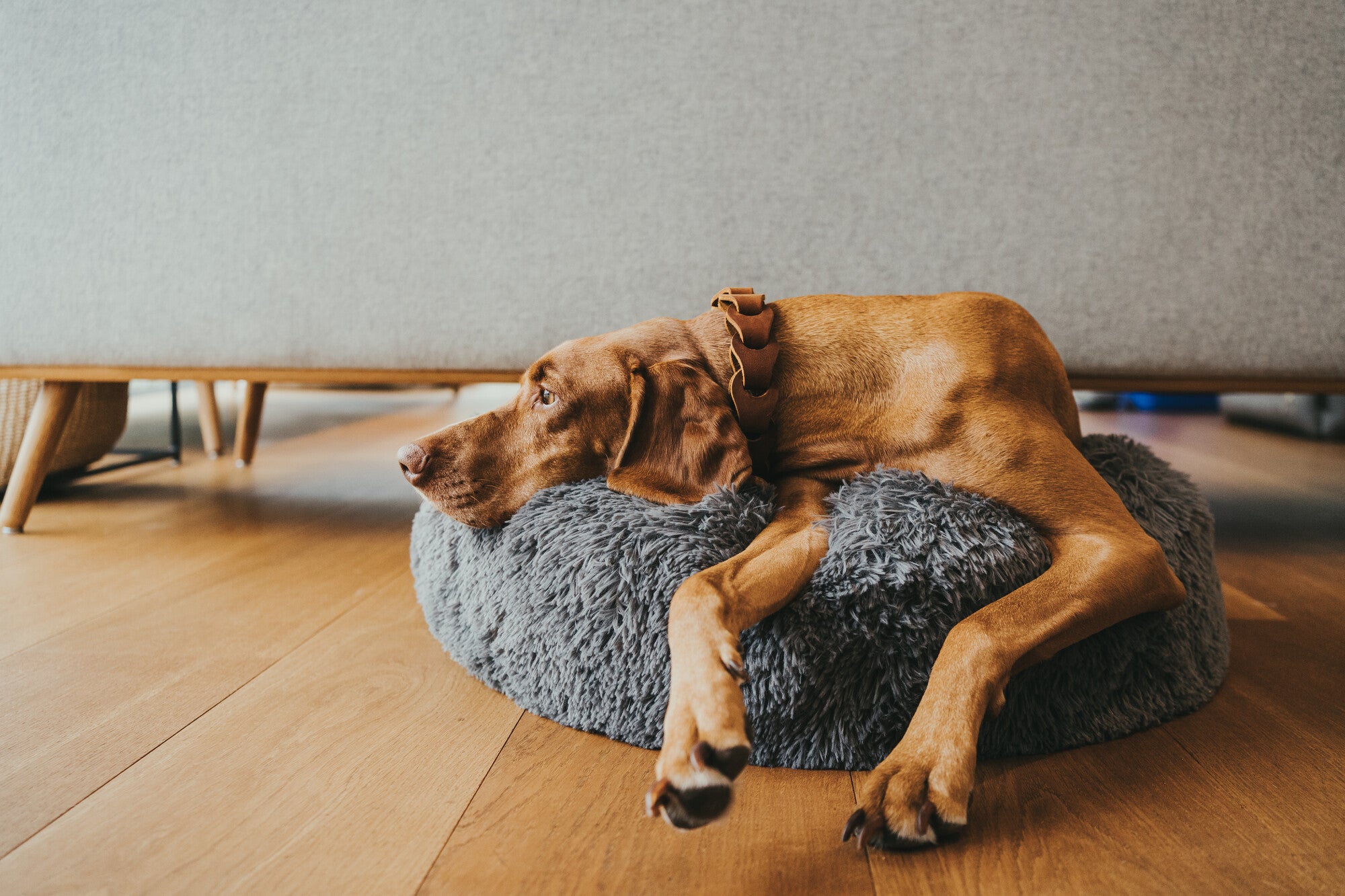 LOPPA Cushion - Hunter-petstore -Cuddly dog and cat cushion with soft plush (polyester) -Ideal place to sleep, relax and snuggle -Filling can be completely removed thanks to zip fasteners -With anti-slip backing -Machine washable at 140°F