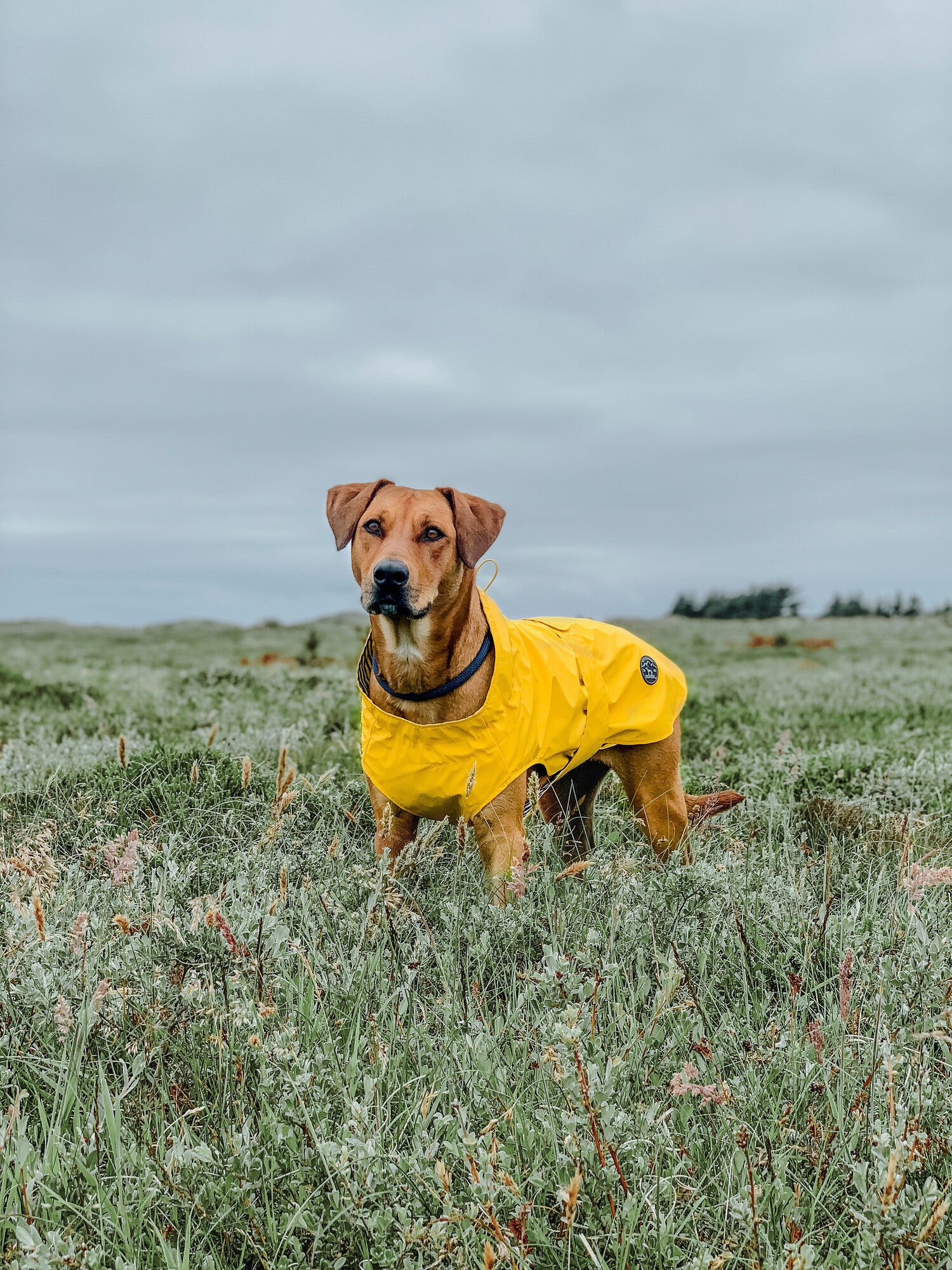 MILFORD Raincoat - Hunter-petstore -lightweight wind repellent and waterproof raincoat for dogs -with neck collar and closed belly area -individually adjustable belly strap with Velcro fastener -opening for the attachment of a leash to the collar and harness -elastic loops for the hind legs -attractive, classic design -washable at 90 °F