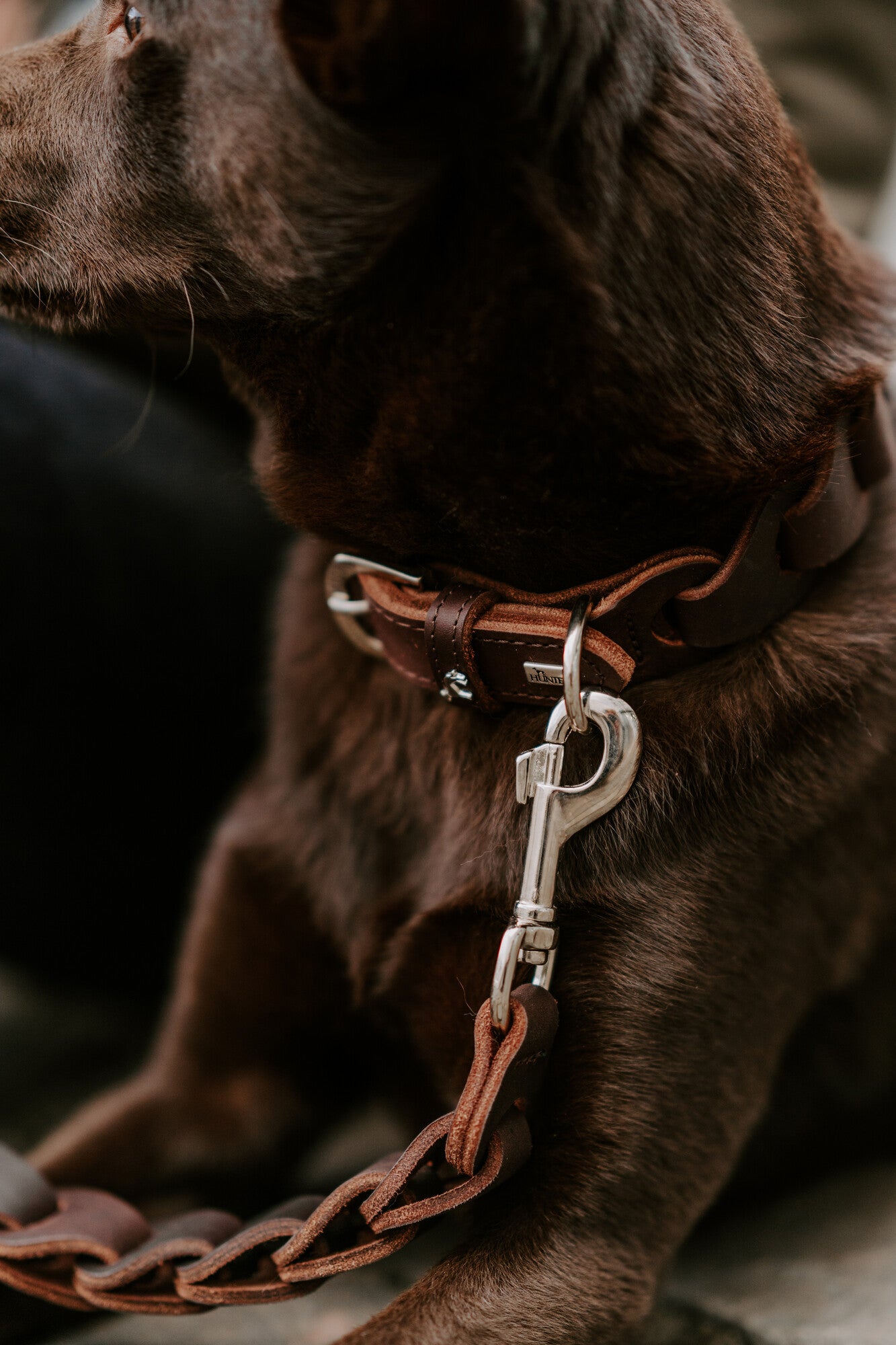 Solid EDUCATION Chain Leash - Hunter-petstore -leash for leisure activities (not for training purposes) -with handmade and interlinked leather elements -special design provides pleasant, light tug damping