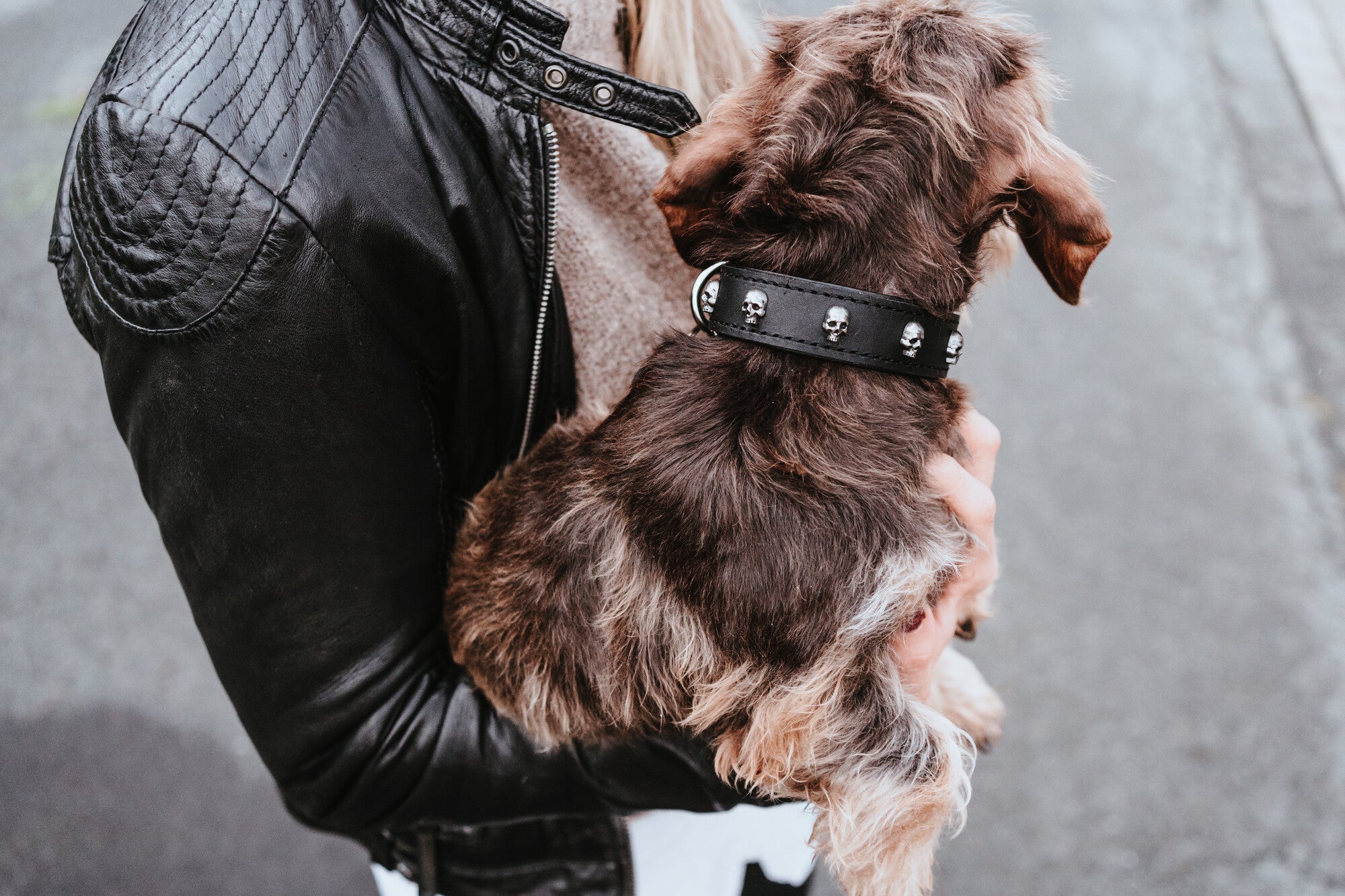 TIJUANA Collar - Hunter-petstore -classic collar, universally useable -particularly tough and hard-wearing leather -with decorative skull trim -with leather key ring -made in Germany