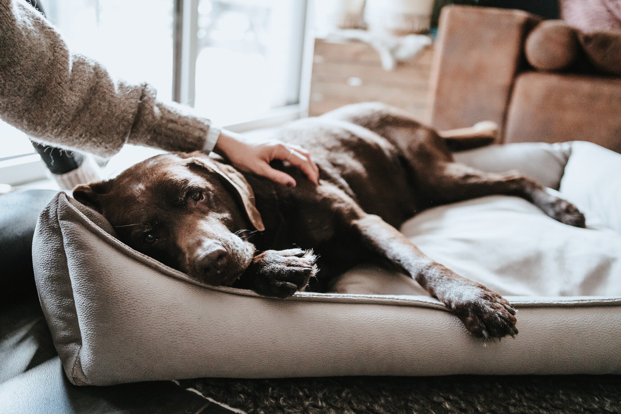 MERIDA Sofa Orthopedic - Hunter-petstore -Orthopaedic sofa for dogs with joint and back problems -Lying surface with pressure-relieving memory foam flakes -Pleasantly soft feel and elegant look -Anti-slip underside -Removable cover washable at 140 °F -Made in Europe