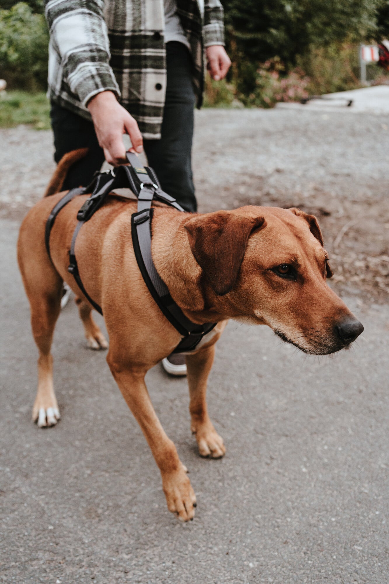 MALDON Safety Harness - Hunter-petstore -safety harness suitable for everyday use for fearful and insecure dogs -removable waist belt, for use as a classic Y-harness -with padded handle (from size S-M) -lightweight plastic click buckles -softly padded, especially at the pressure points -highly reflective thanks to 3M™ Scotchlite™ Reflective Material -up to 7-way adjustable (harness from size S-M: 5-way, waist belt: 2-way)