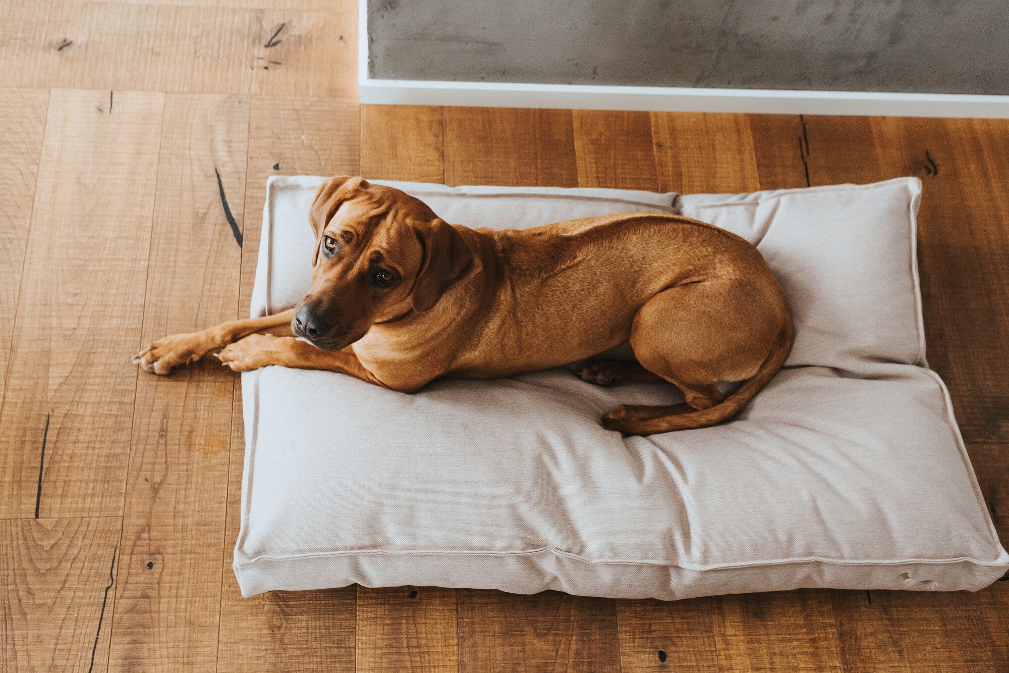 INARI Cushion (Copy) - Hunter-petstore -Comfortable dog cushion in soft colors -Pleasantly soft to the touch and pleasant to hold -Generously padded -Anti-slip underside -Zippered removable cover washable at 140 °F
