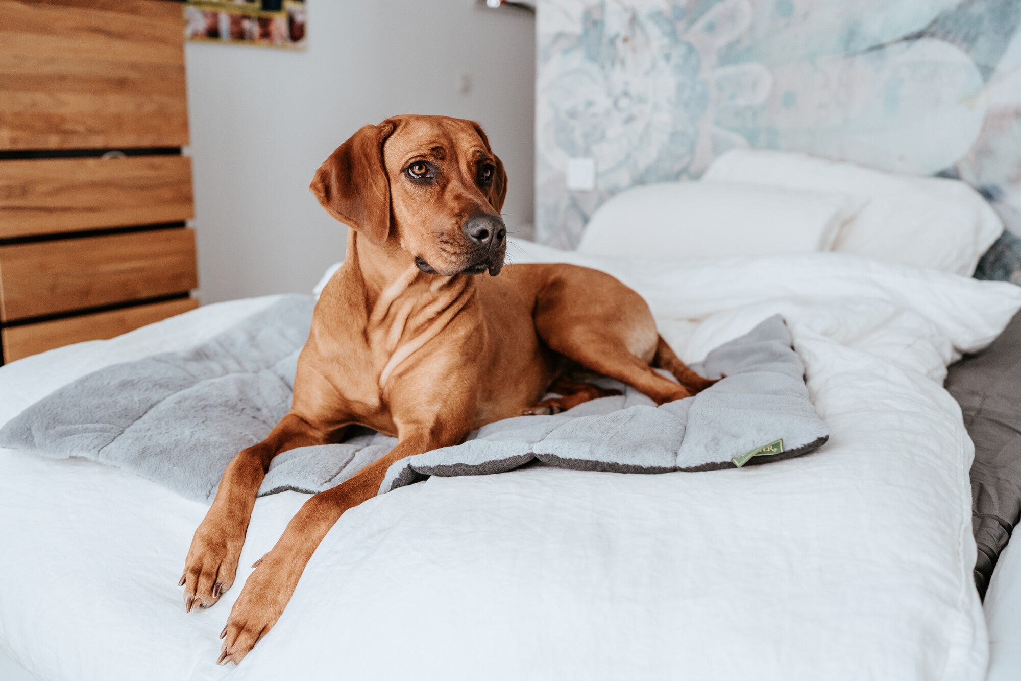 ROCKFORD Blanket - Hunter-petstore -top with very soft and cuddly plush -padded for a high lying comfort -can be rolled up, fixed with Velcro straps and transported in a space-saving way -ideal for traveling -with practical carrying handle -washable at 90°F