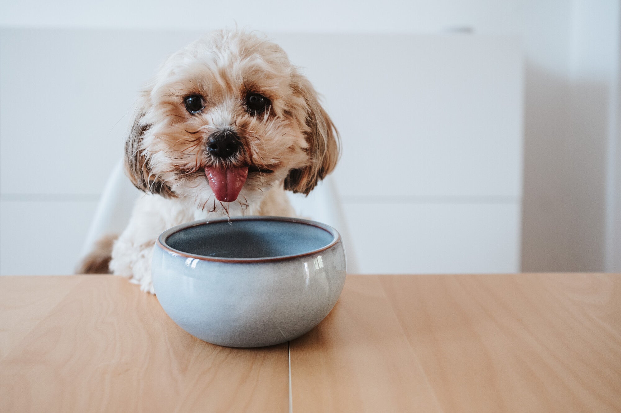 BRAGA Ceramic Bowl - Hunter-petstore -Food or drinking bowl made of sturdy ceramic -Iridescent play of colors makes each bowl unique -High own weight ensures a safe stand -Anti-slip silicone rim on the base -Durable and scratch resistant -Easy to clean and dishwasher safe -Food-safe