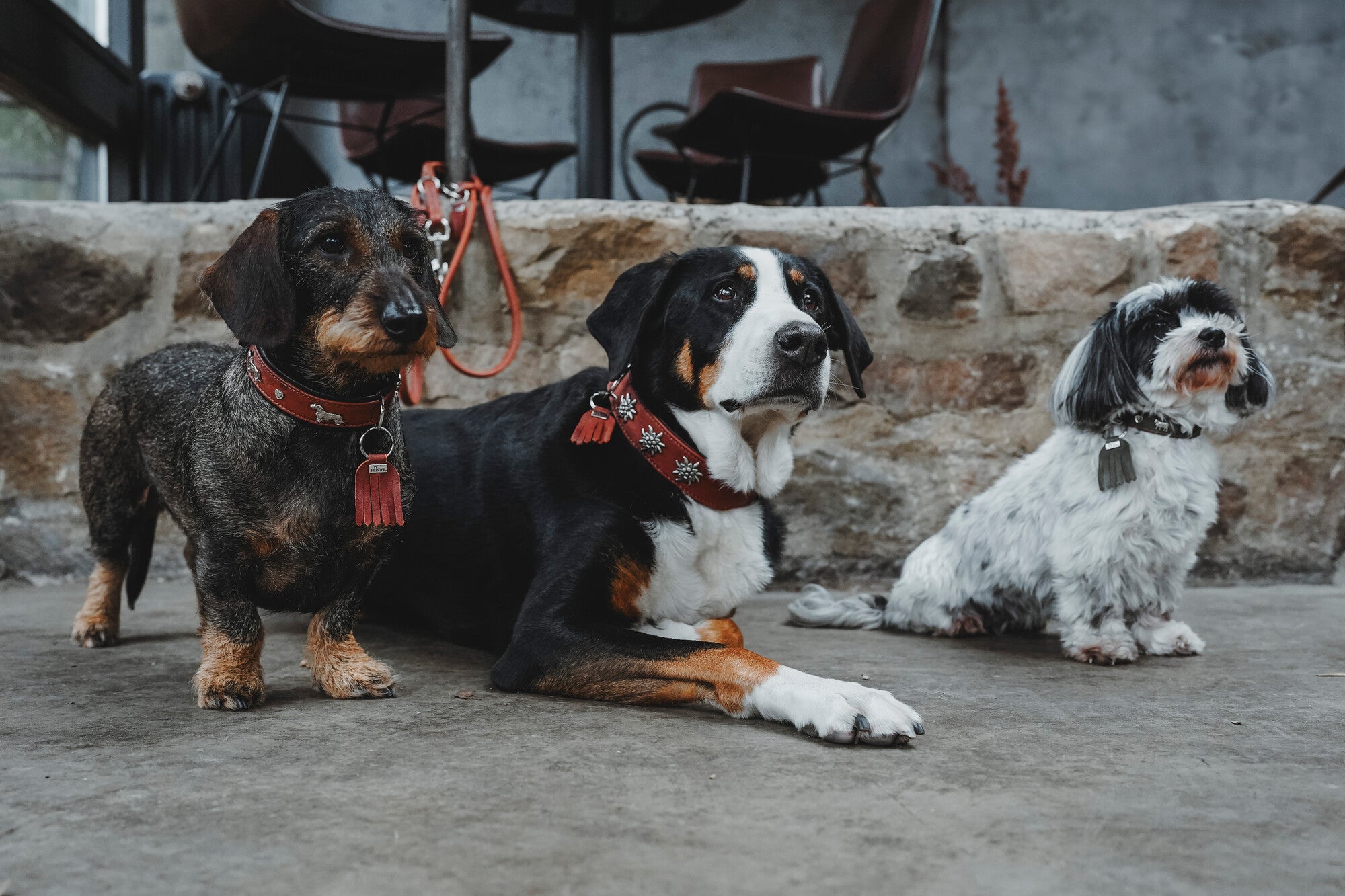 three dogs with leather collars