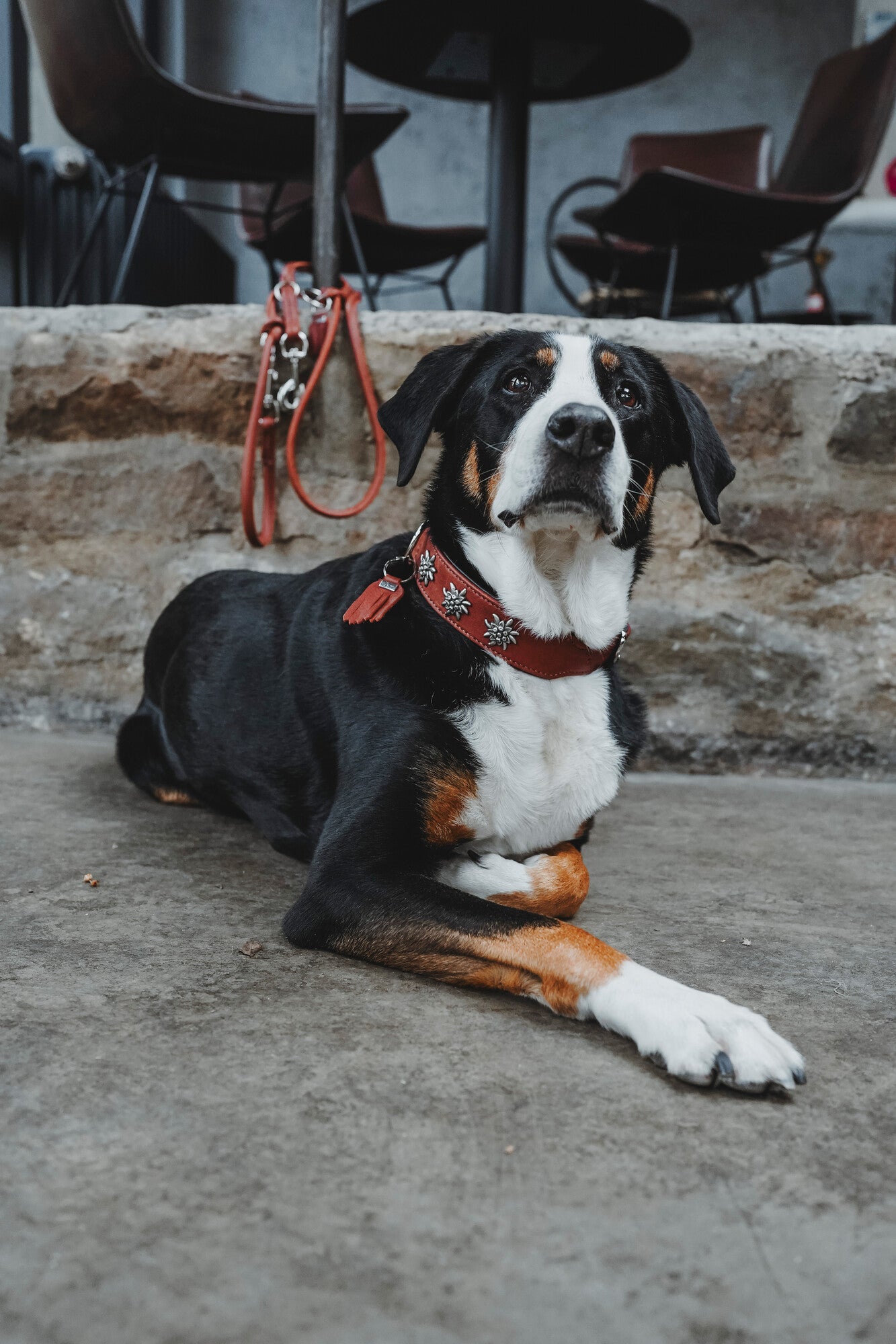 MÜNCHEN Collar - Hunter-petstore -Classic collar for dogs with eye-catching trimmings in traditional look -With premium leather from ecological and socially responsible production -Noble and luxurious - for the highest demands -Particularly soft and supple feel -Gentle processing for high wearing comfort -Made in Germany
