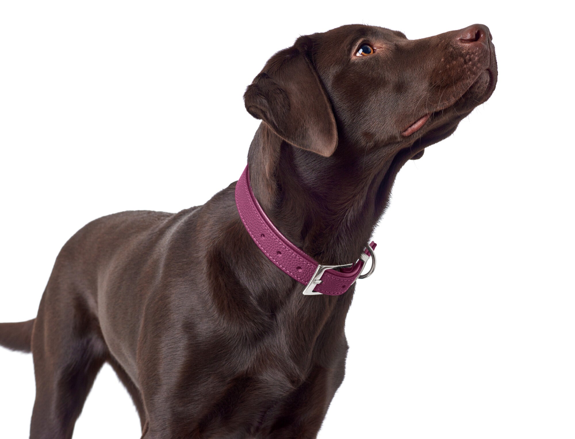 SOFIA Collar - Hunter-petstore -Imitation leather Imitation leather in nappa look -Vegan -Brilliant colors -Made in Germany