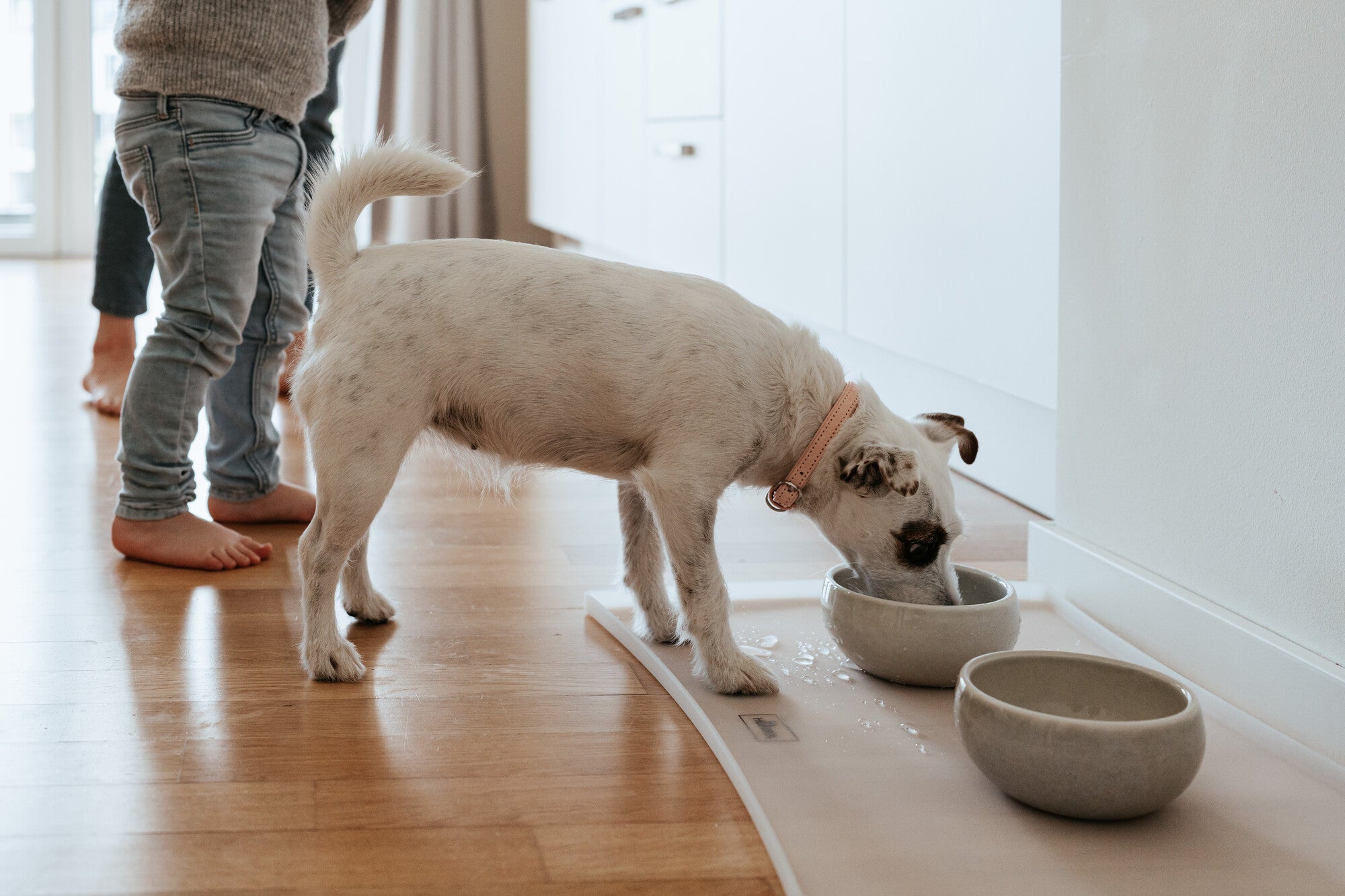 LISBOA Bowl - Hunter-petstore -Food or drinking bowl made of sturdy ceramic -Iridescent play of colors makes each bowl unique -High own weight ensures a safe stand -Anti-slip silicone rim on the base -Durable and scratch resistant -Easy to clean and dishwasher safe -Food-safe