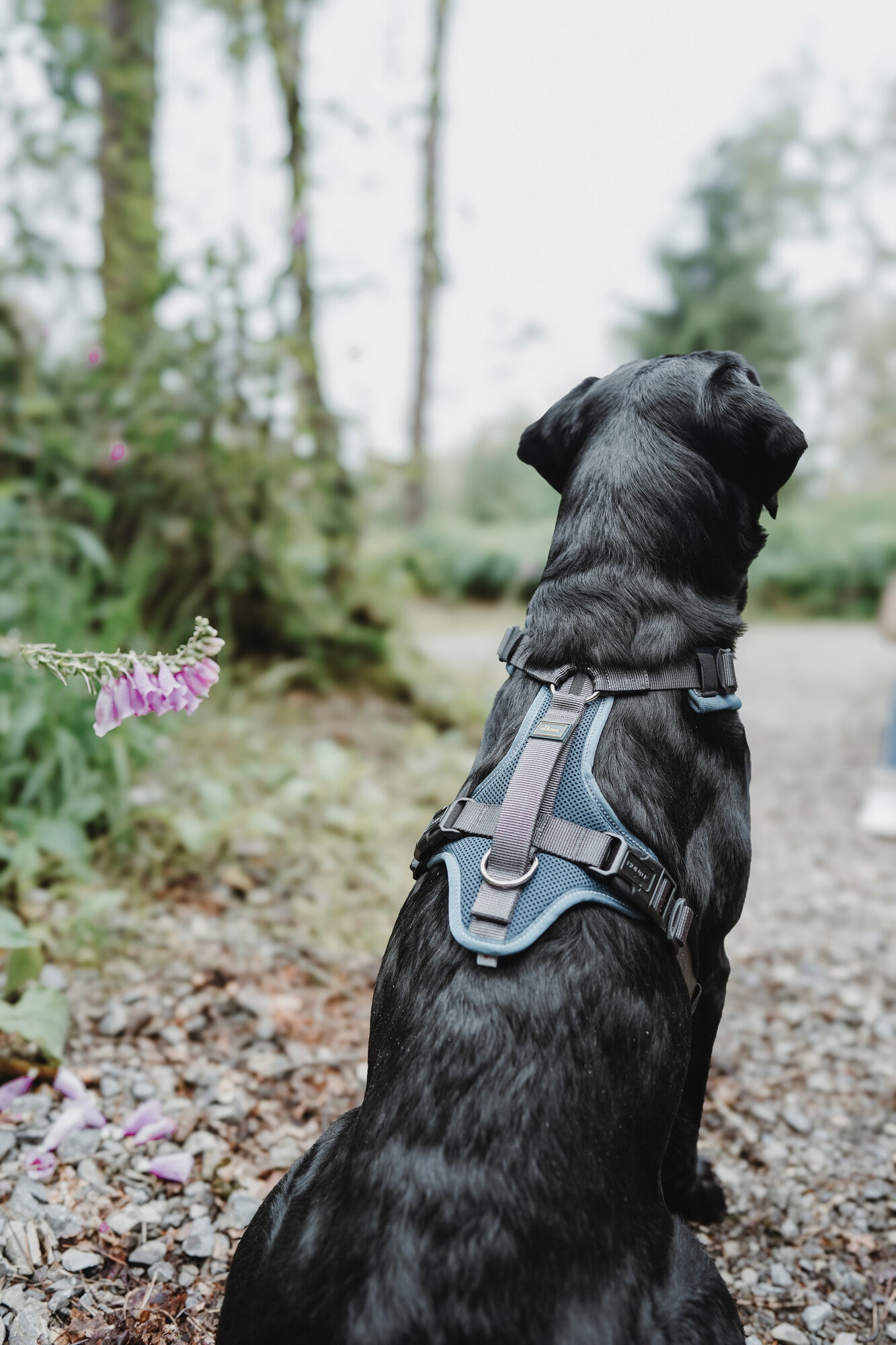 MALDON Up Harness - Hunter-petstore -Especially soft padding, particularly at the pressure points -Ideal fit -Highly reflective thanks to 3M™ Scotchlite™ Reflective Material components -With padded handle (from size S-M) -Fourfold adjustable