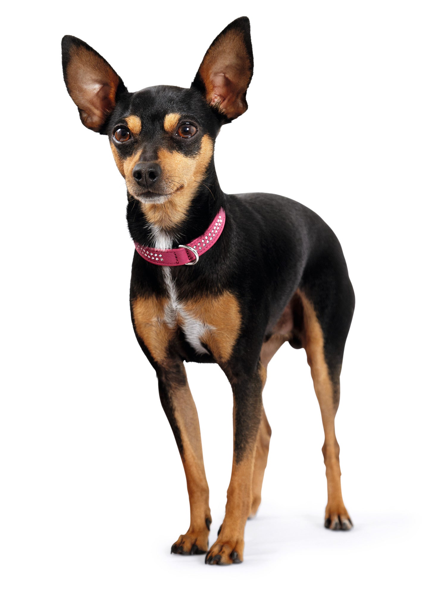 DIAMOND Petit Collar - Hunter-petstore -made of especially soft cow nappa leather -with especially small D-ring and buckle -ideal for small dogs -with decorative trimmings -made in Germany