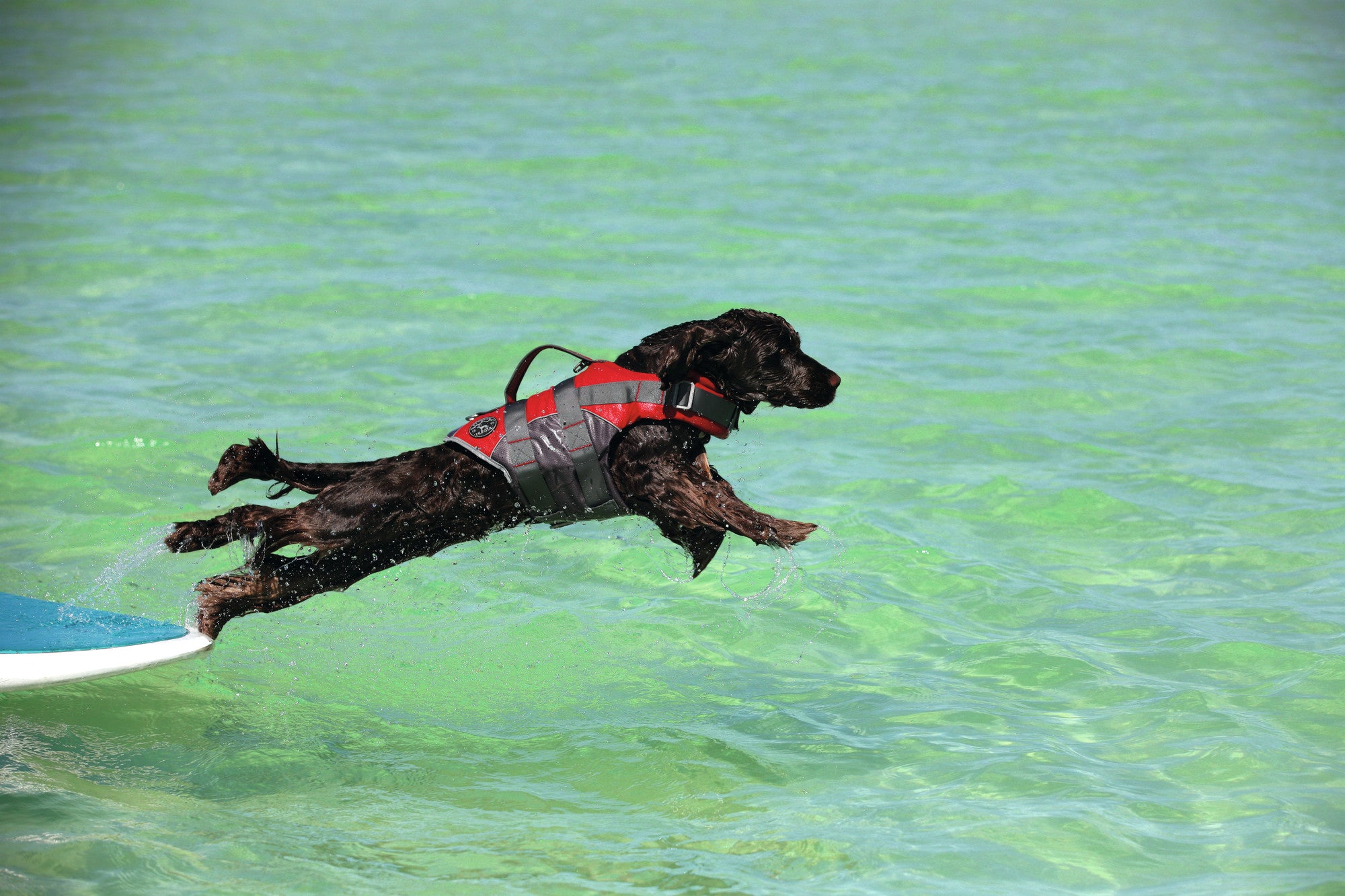 MOSS Life Jacket - Hunter-petstore -swim vest with hand strap for dogs -ideal for boat and canoe trips as well as stand-up paddling -with Velcro and click fasteners on the belly -optimal safety due to good visibility -easy to clean and washable -can support buoyancy in the water