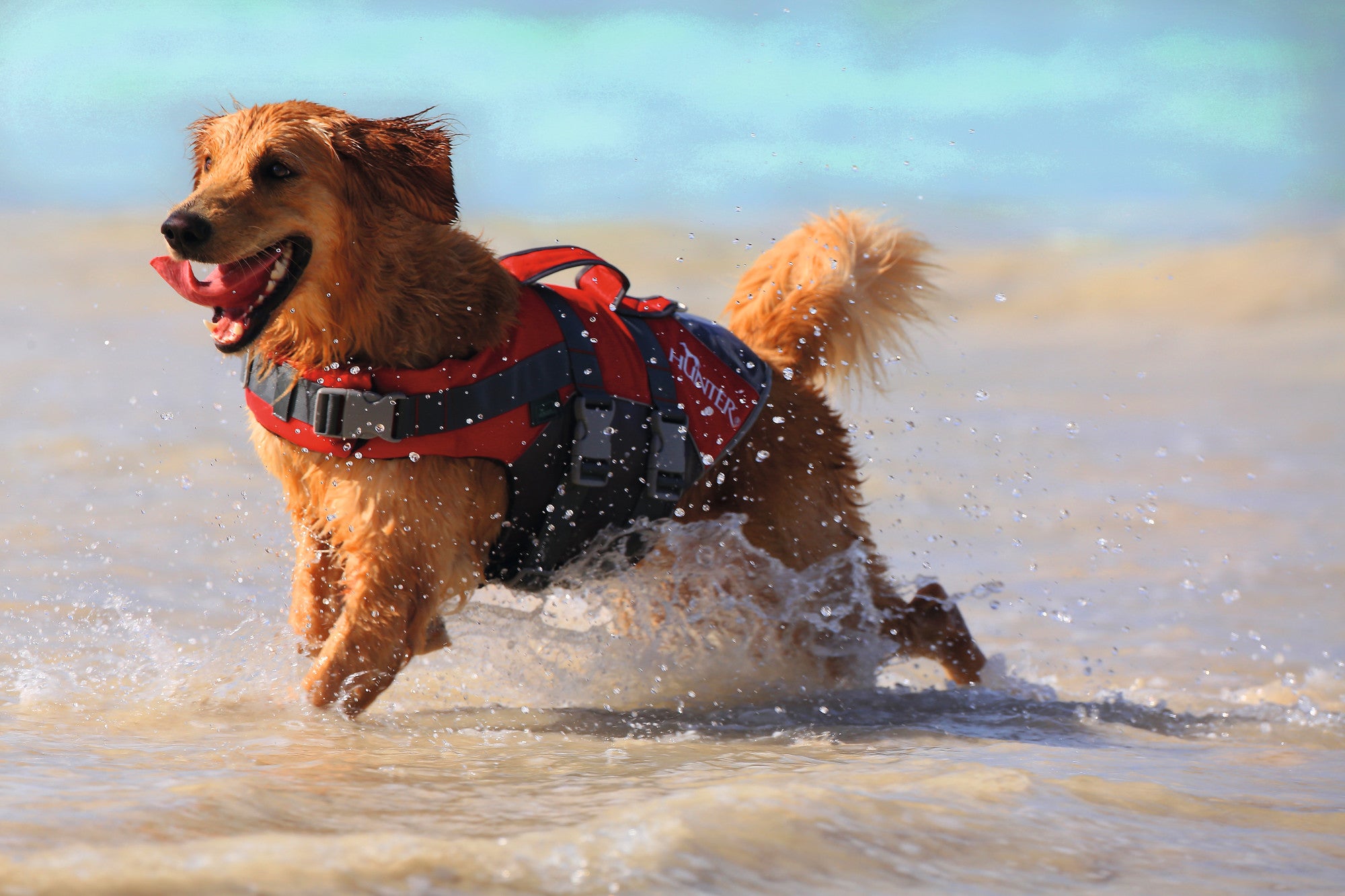 MOSS Life Jacket - Hunter-petstore -swim vest with hand strap for dogs -ideal for boat and canoe trips as well as stand-up paddling -with Velcro and click fasteners on the belly -optimal safety due to good visibility -easy to clean and washable -can support buoyancy in the water