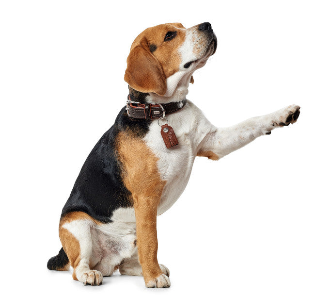 CODY Collar - Hunter-petstore -classic collar for dogs -rustic, natural look -particularly robust and supple -with contrast stitching -with detachable key ring made of bison leather -made in Germany